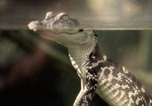 Lost a Tooth? How Alligators Could Help
